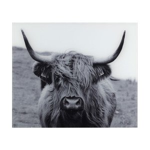 Wenko Ochranný skleněný panel, 50 x 60 cm (Highland Cattle)